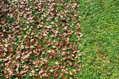 Preventing Lawn Damage