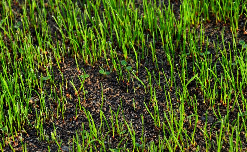 Healthy Sod Growth